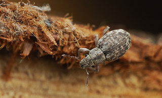 Strophosoma capitatum