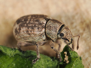 Strophosoma capitatum