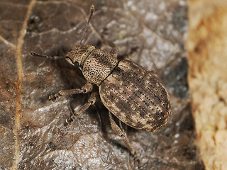 Strophosoma capitatum