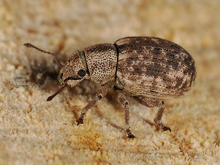 Strophosoma capitatum