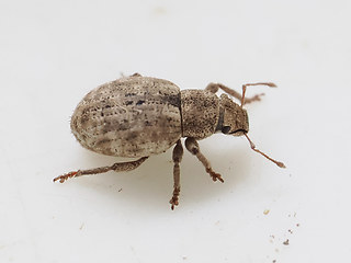 Strophosoma capitatum
