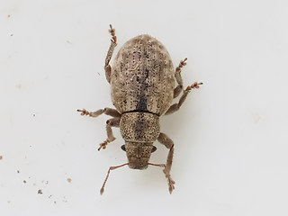 Strophosoma capitatum