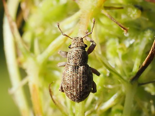 Strophosoma capitatum