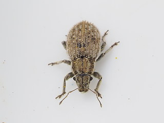 Strophosoma faber