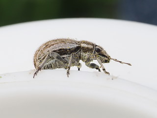 Strophosoma faber