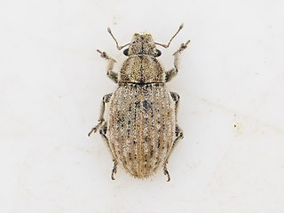 Strophosoma faber