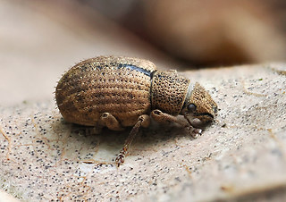 Strophosoma melanogrammum