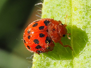 Subcoccinella vigintiquatuorpunctata