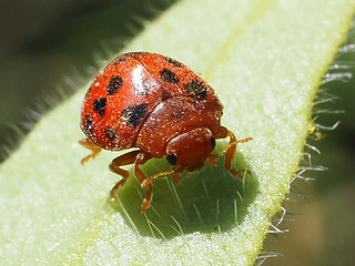 Subcoccinella vigintiquatuorpunctata
