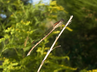 Sympecma fusca