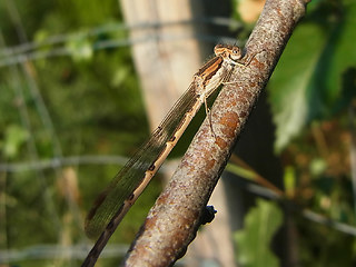 Sympecma fusca