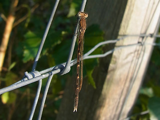 Sympecma fusca