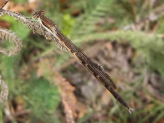 Sympecma fusca