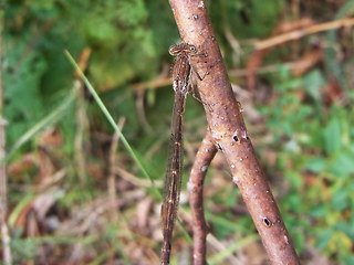 Sympecma fusca
