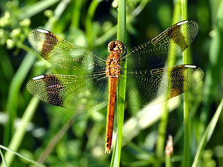 Sympetrum pedemontanum