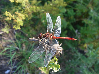 Sympetrum sanguineum