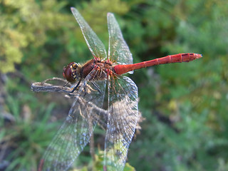 Sympetrum sanguineum