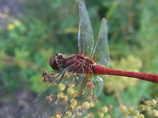 Sympetrum sanguineum