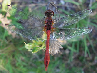 Sympetrum sanguineum