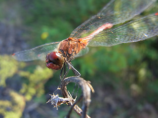 Sympetrum sanguineum