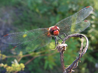 Sympetrum sanguineum