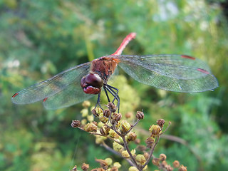 Sympetrum sanguineum