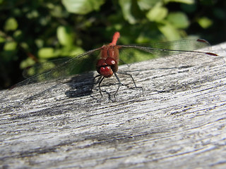 Sympetrum sanguineum