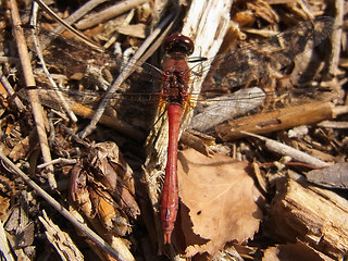 Sympetrum sanguineum