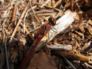 Sympetrum sanguineum