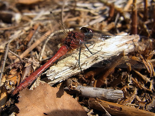 Sympetrum sanguineum