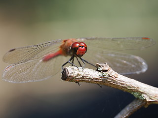 Sympetrum sanguineum