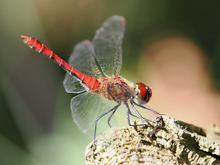 Sympetrum sanguineum