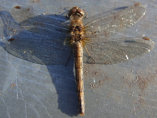 Sympetrum striolatum