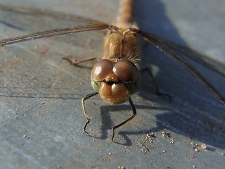 Sympetrum striolatum