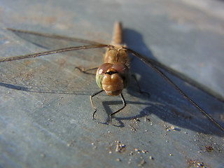 Sympetrum striolatum