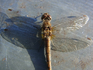 Sympetrum striolatum