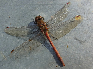 Sympetrum striolatum