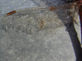 Sympetrum striolatum