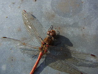 Sympetrum striolatum