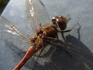 Sympetrum striolatum