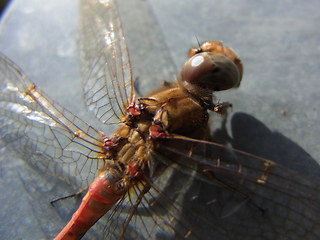 Sympetrum striolatum