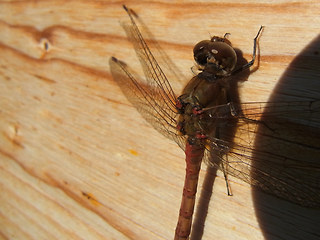 Sympetrum striolatum