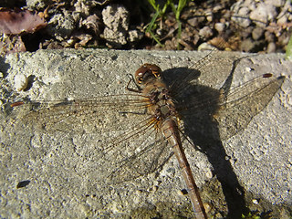 Sympetrum striolatum