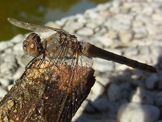 Sympetrum striolatum