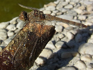 Sympetrum striolatum