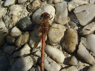 Sympetrum striolatum