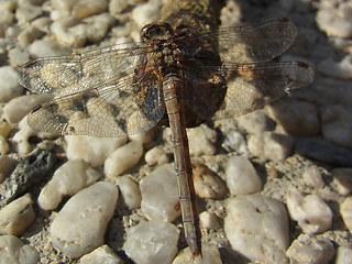 Sympetrum striolatum