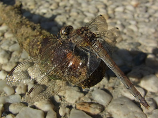 Sympetrum striolatum