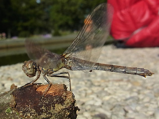 Sympetrum striolatum