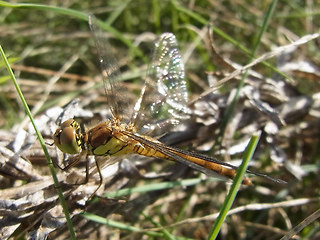 Sympetrum striolatum